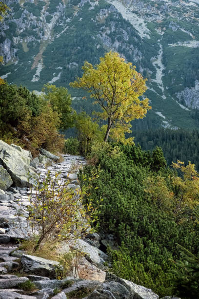 Autumn scene in Mengusovska valley, High Tatras mountains, Slovak republic. Hiking theme.