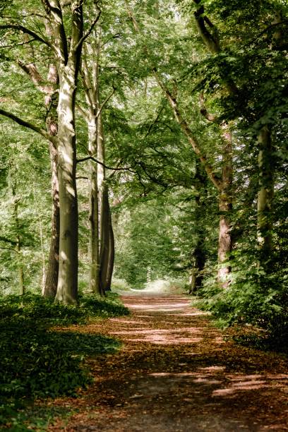 Sunlit Forest Pathway in Green Woodland in Lisse, South Holland, Netherlands
