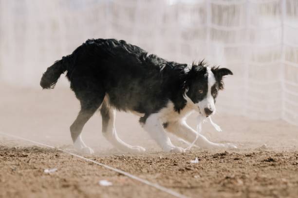 istock Border Collie Running Lure Course Sprinting Dog Sport 2183566499