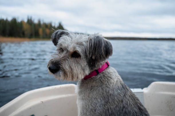 istock dog without a breed is sitting in a boat 2183566734