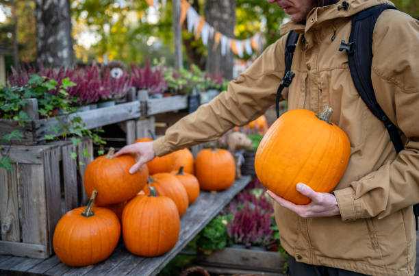 man chooses a fresh pumpkin on the market in Tuusula, Uusimaa, Finland