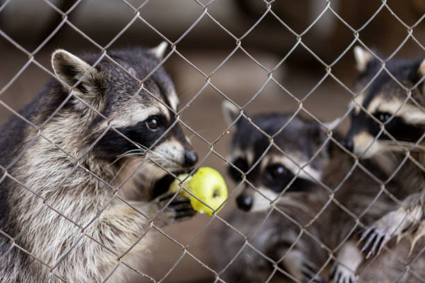 A young Asian man is enjoying interact with racoon during weekend outing at petting zoo in Malaysia.
