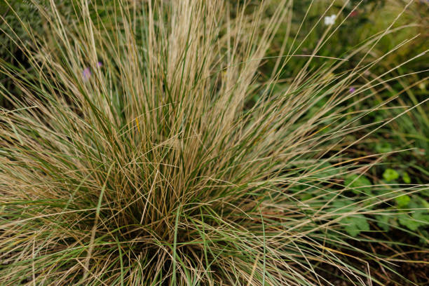 istock Ornamental grass growing in garden Karlin, Prague 2183567231
