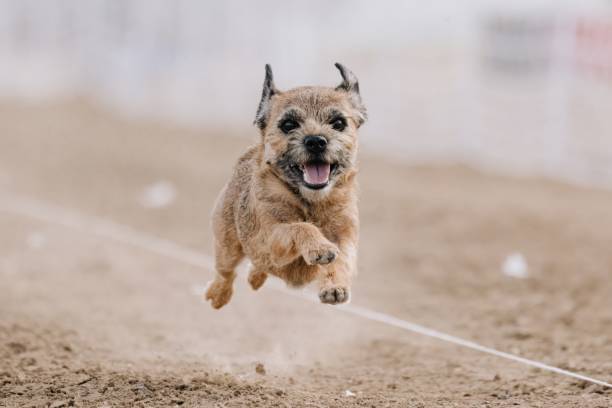 Purebred Border Terrier Running Lure Course Sprint Dog Sport Purebred Border Terrier Running Lure Course Sprint Dog Sport in Aurora, Colorado, United States border terrier stock pictures, royalty-free photos & images