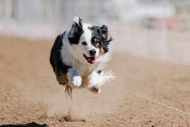istock Australian Shepherd Aussie Running Lure Course Sprint Dog Sport 2183567493