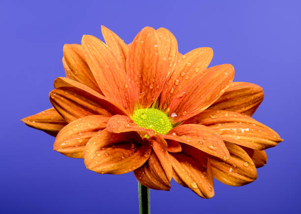 Chrysanthemum multiflora Conaco Orange on a blue background in Ukraine, Odesa Oblast, Odesa