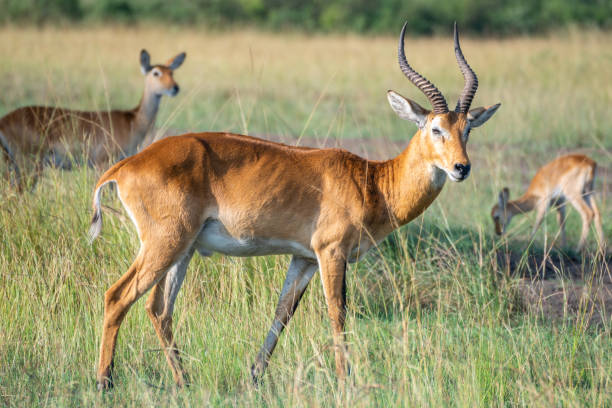 istock Thomson's gazelle, tommy antelope, Queen Elizabeth Park, Uganda 2183567849