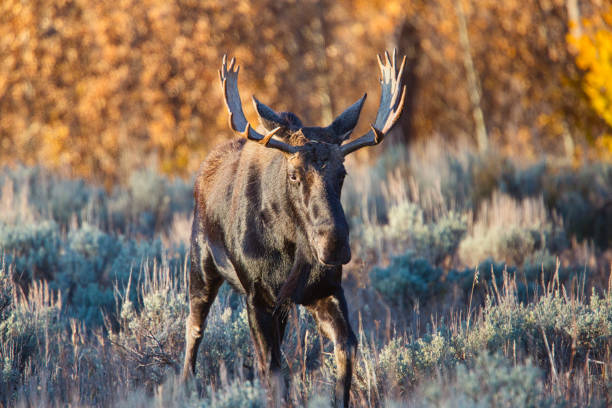 Handsome bull moose with antlers marches straight toward the camera against a background of golden aspen trees in Grand Teton National Park