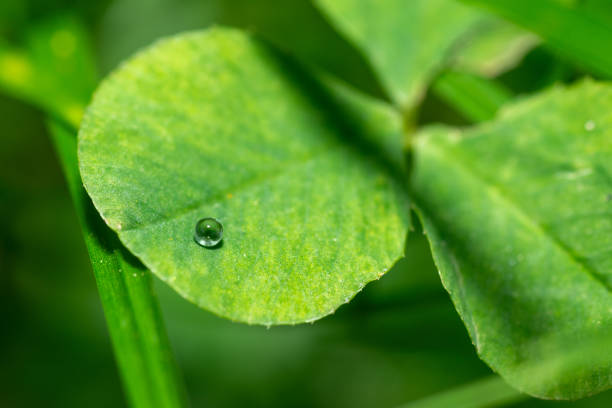 Macro of fresh green clover grass with drop of fresh morning dew