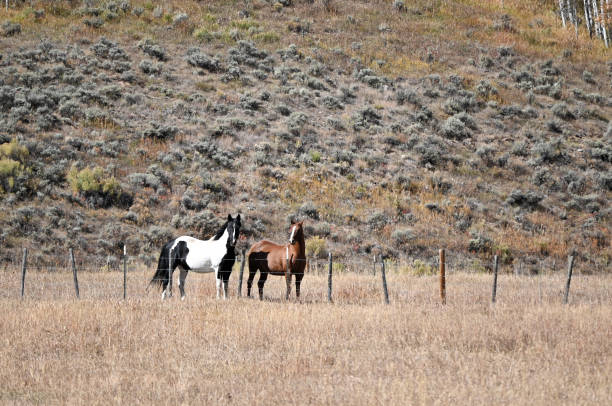 Pinto and a brown horse by the fence in the dry pasture.