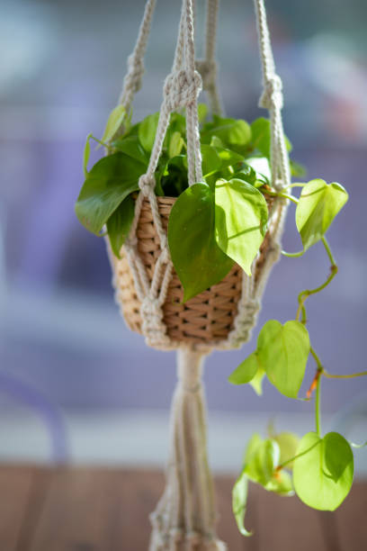 istock Green plant leaves rope hang beautiful interior decoration 2183572271