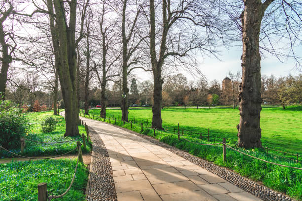 Avenue of Trees in Cambridge, UK