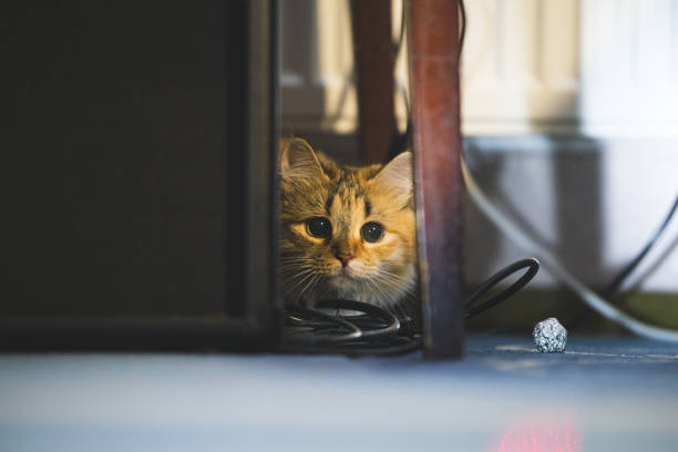 A playful cat with big black eyes in a natural home environment.