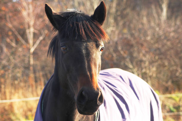 istock A horse with a ugly haircut 2183579676