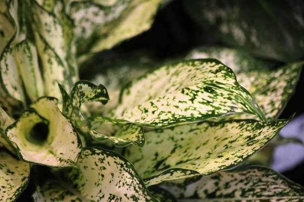 istock A Chinese evergreen plant 2183580254