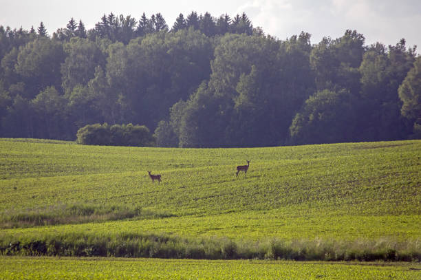 Wild deer have come from the forest to eat young shoots in the fields in eastern Lithuania. Red deer (Cervus elaphus).