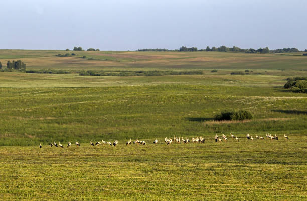 Photo of a flock of storks at a field in the Ribatejo district in Portugal.
