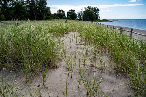 istock Green plants in natural sand dune. 2183586143