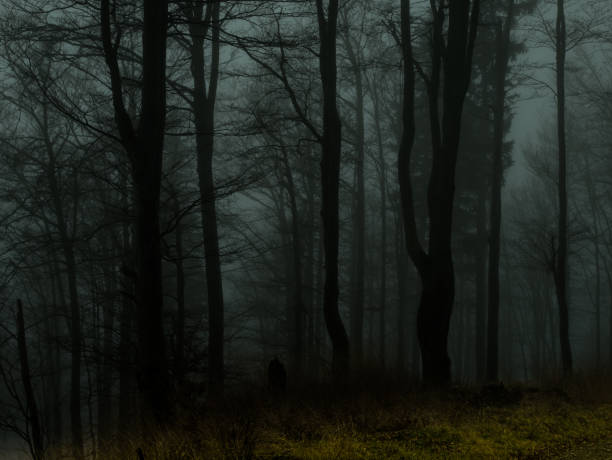 Creepy beech trees forest in Jeseniky mountains at autumn. Gloomy hilly foggy landscape, tree trunks. Jeseniky mountains, Eastern Europe, Moravia.