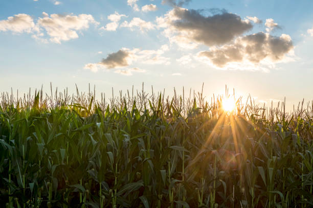 istock Green cornfield early morning light at sunrise 2183590470
