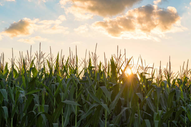 istock Green cornfield early morning light at sunrise 2183590471