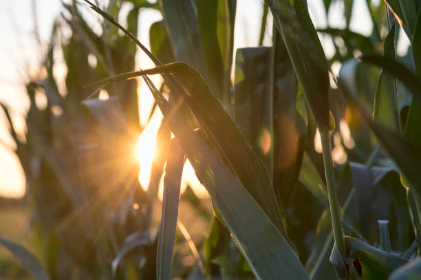 Corn - Crop, Corn, Farm, Sunset,  Agriculture field