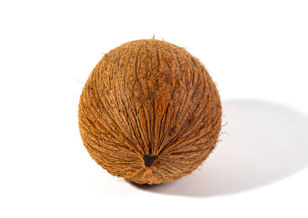 Whole coconut fruit with outer skin peeled, isolated on white background