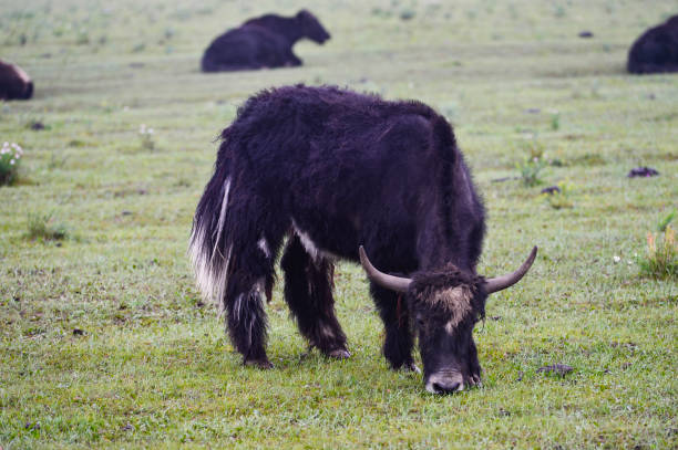 istock Cattle in the green grass 2183592903