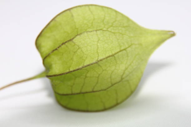 Macro leaves. Blue leaves background. Texture of leaf veins.
