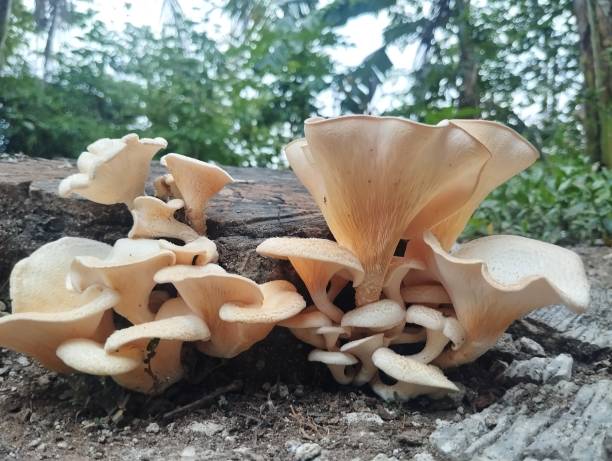 istock Lentinus squarrosulus mushroom growth on the old tree trunk 2183600037