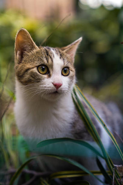 istock Cat in the garden 2183601728