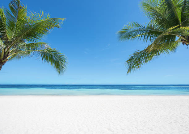 istock Empty tropical sand beach and palm trees copy space scene 2183603266