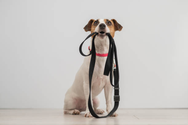 istock Jack Russell Terrier dog holding a leash and calling for a walk. 2183604226