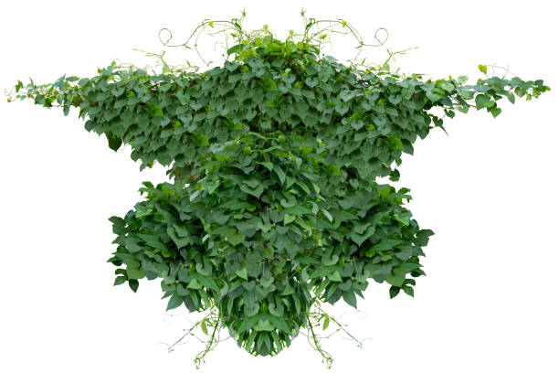 istock Green vines plant hanging a string isolated on white background. 2183605701