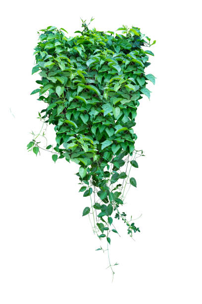 istock Green vines plant hanging a string isolated on white background. 2183605703