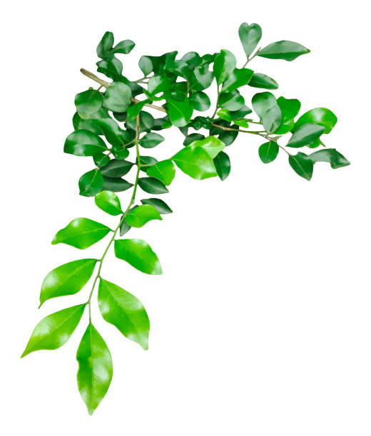 istock a close up  wood apple tree green leaves hanging from a tree on a transparent  background, green plant on a png background, 2183610232