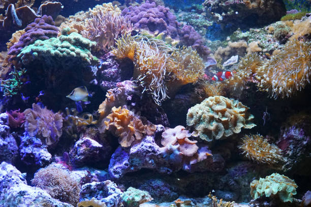 istock Colorful coral reef and tropical fish 2183610660