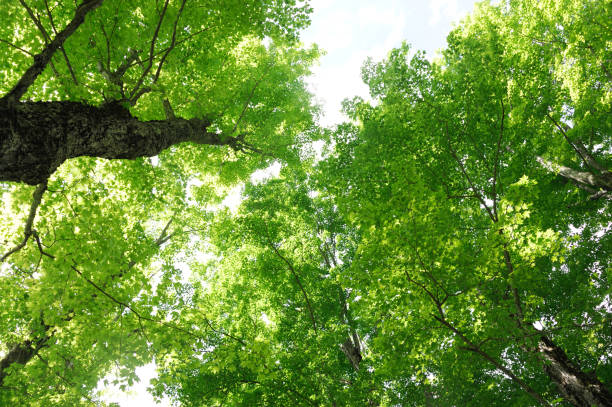 istock low angle view of green trees 2183610804
