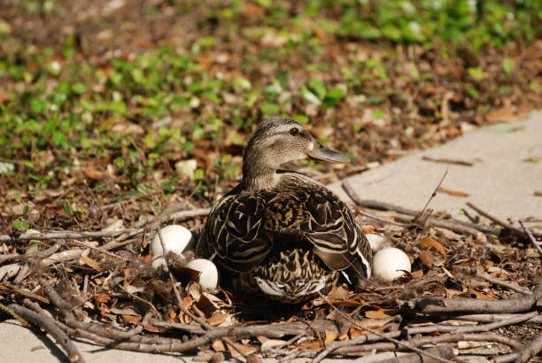 duck laid eggs in nest on the street