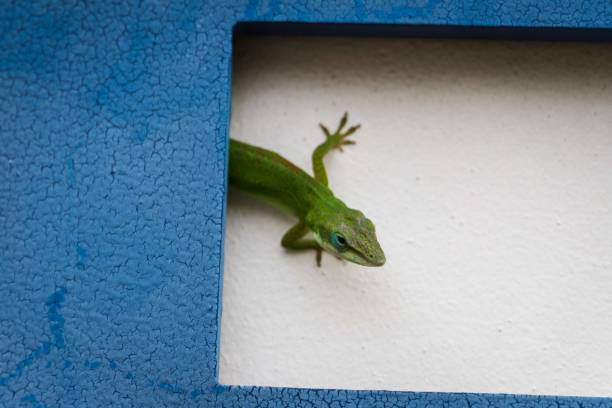 istock Curious Green Anole Peeking Out from a Blue Frame 2183611418