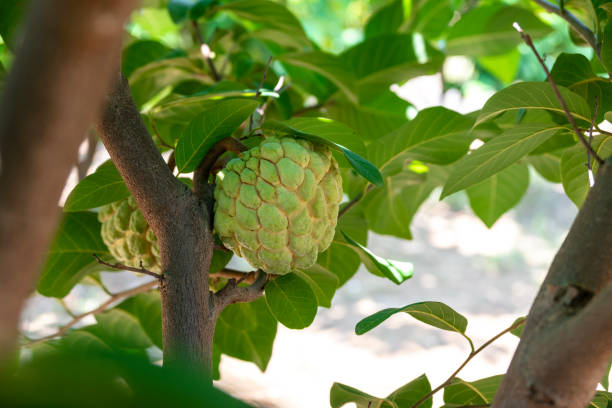istock Custard apple tropical exotic fruit. Sugar Apple, Annona, sweetsop. growing on a branch tree 2183611542