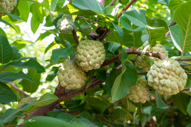 istock Custard apple tropical exotic fruit. Sugar Apple, Annona, sweetsop. growing on a branch tree 2183611636