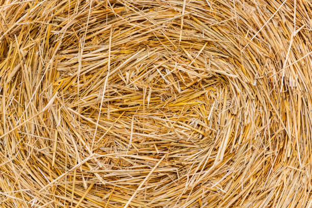 Stack dry hay. Hay texture. Hay bale is stacked in large stack. rural autumn with hay. straw summer background. haystack straw prepared for farm. Haystack preservation.
