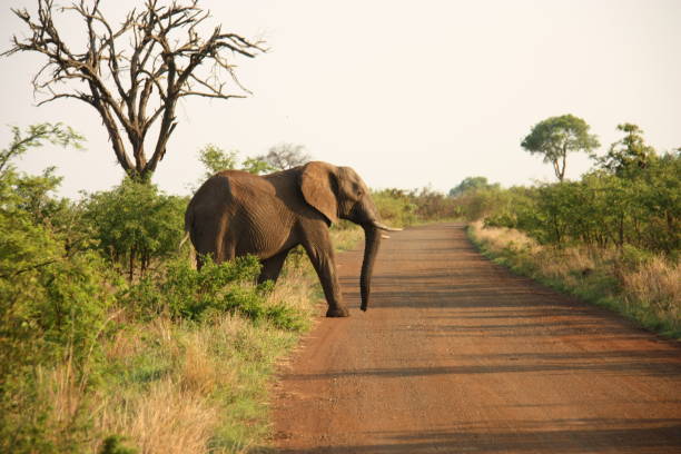 istock Elephant crossing the road in the savannah 2183613316