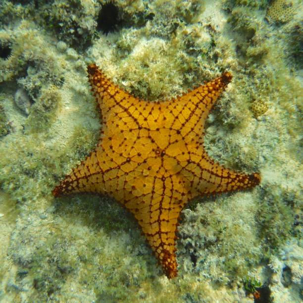 istock A starfish at the bodem of the ocean 2183613376