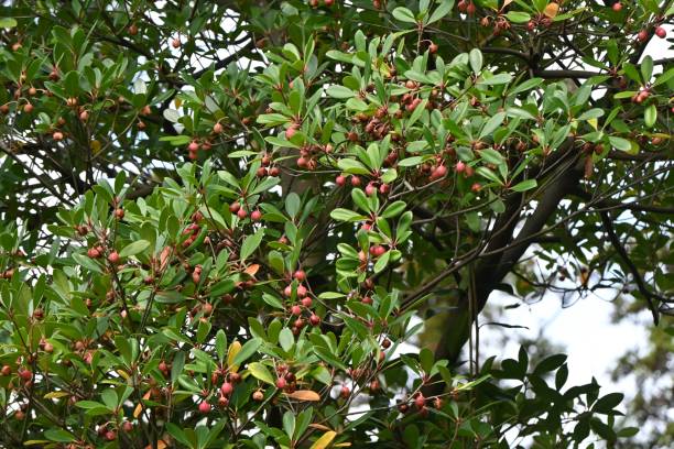 istock Japanese ternstroemia fruits (Capsule). Pentaphylacaceae evergreen tree. 2183613563