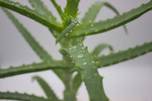 istock Fresh Aloe Vera Plant with Dewy Leaves 2183613681