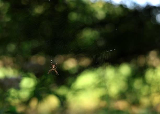 A European garden spider on a Spider web against a blue bokeh background