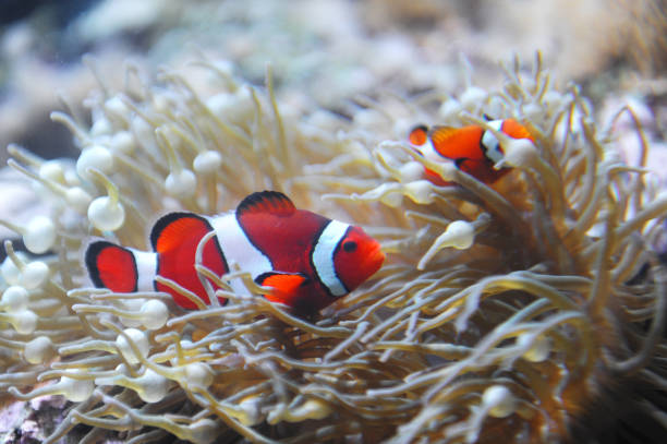 istock red clownfish in the coral reef 2183614851
