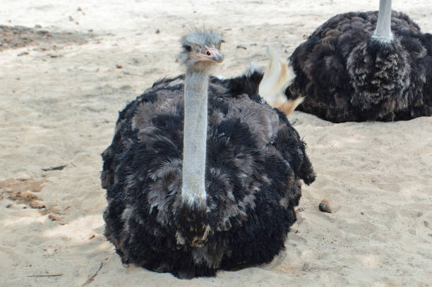 istock Front View of Ostrich Relaxing on Sand in Outdoor Enclosure 2183615545